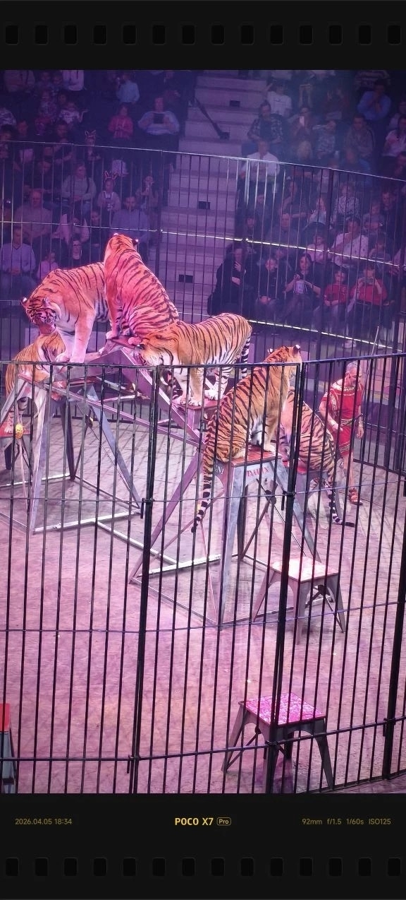 Представление "Итальянский цирк: Слоны и тигры" Представление "Итальянский цирк: Слоны и тигры"